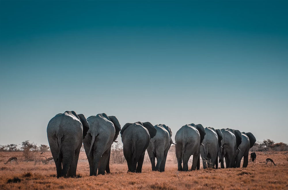 How to Apply for a Long-Term Work Permit in Namibia: Step-by-Step Guide