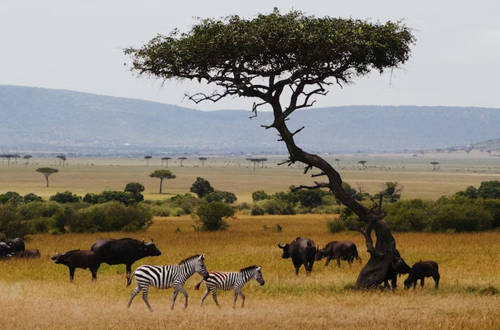 Exploring Business Registration Requirements for Business Visa Applications in Kenya