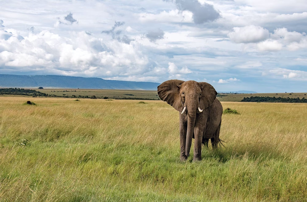 Key-Factors-to-Consider-When-Developing-a-Business-Investment-Plan-in-Kenya