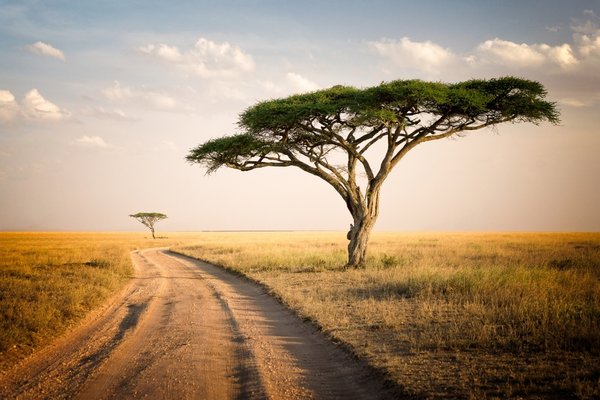 Immigration Into & Around Africa